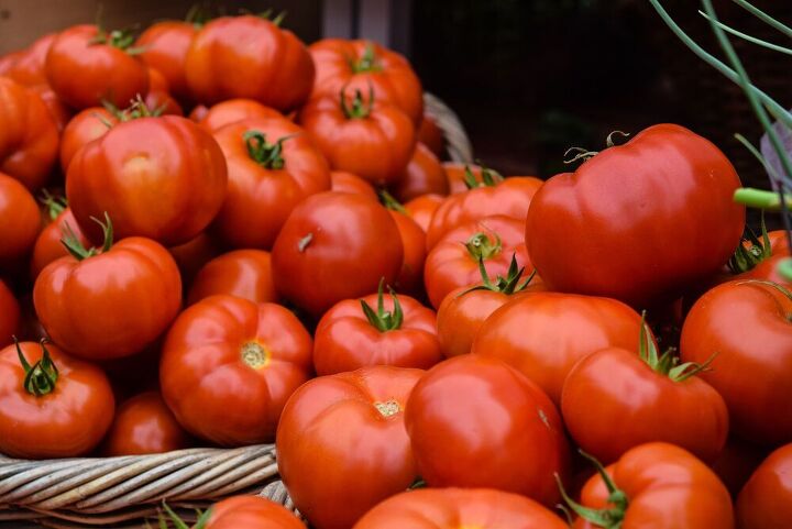 cultivo de tomates dicas simples que voc precisa saber para o sucesso