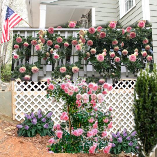 muro de enrejado de rosas