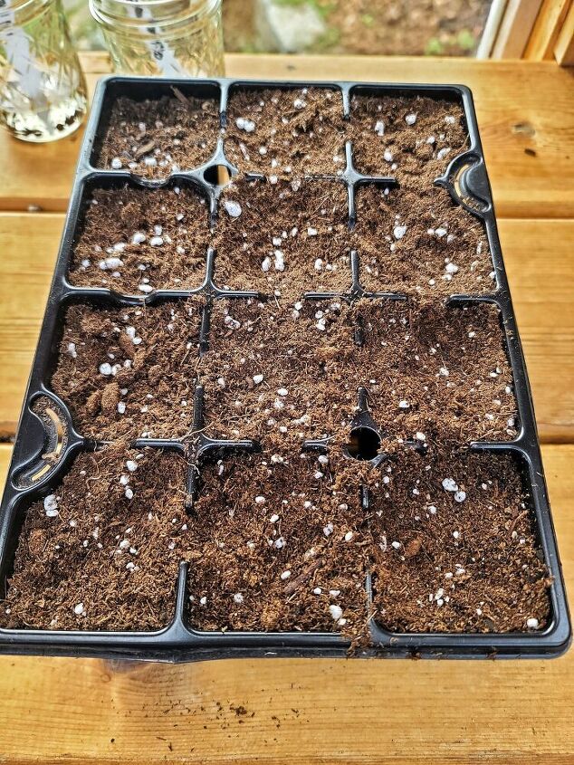 tutorial passo a passo sobre o processo de semear sementes