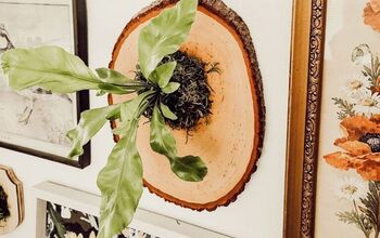 How to Mount a Staghorn Fern Onto Wood - 804 Sycamore