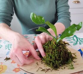 how to plant a staghorn fern on a board 804 sycamore
