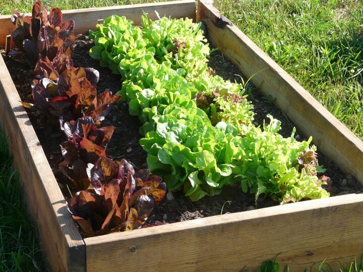 12 best tips for planning a vegetable garden