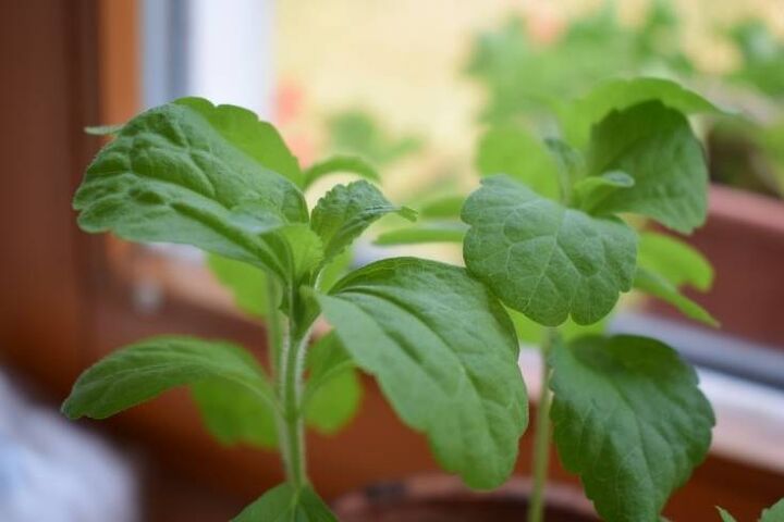 how to grow stevia from seeds plants and cuttings