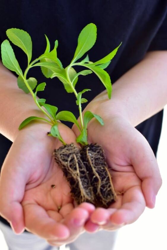 como cultivar estvia a partir de sementes plantas e estacas