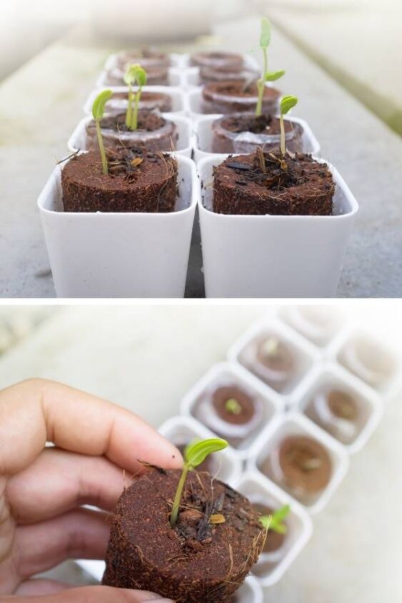 como cultivar estvia a partir de sementes plantas e estacas