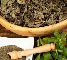 how to grow stevia from seeds plants and cuttings