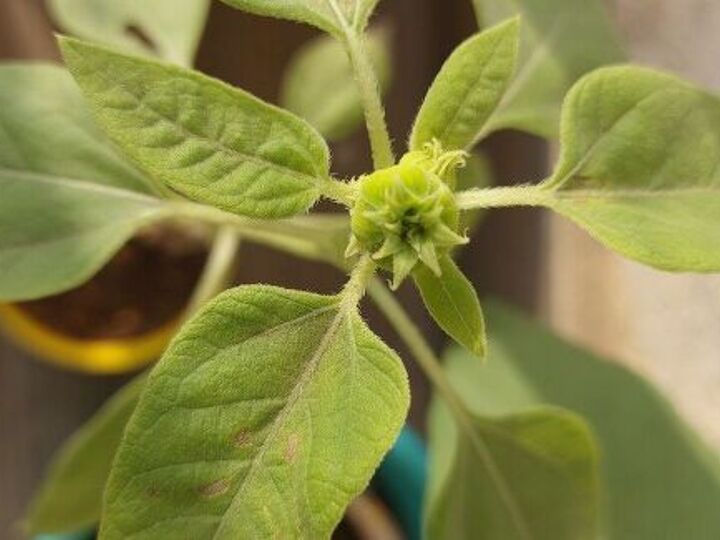q sunflower bud not blooming