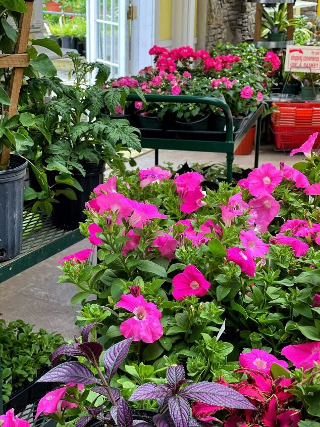 how to plant flowers in window boxes