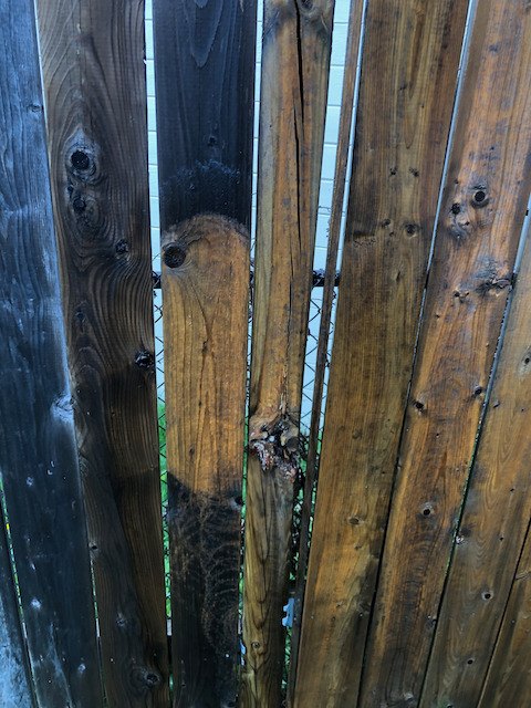 pressure washing the old dingy fence is sooo satisfying