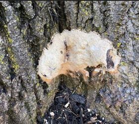 How to kill slime mold on tree trunk?