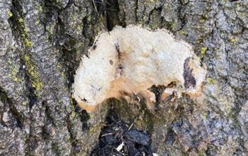 How to kill slime mold on tree trunk?