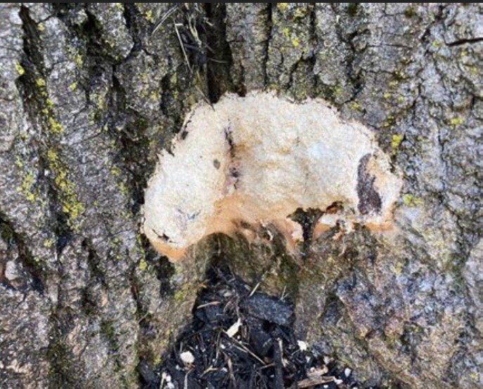 q how to kill slime mold on tree trunk