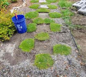 how to plant groundcovers around pavers