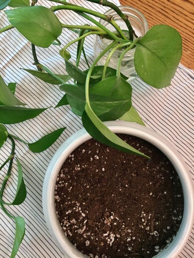 how to propagate and plant a new pothos plant