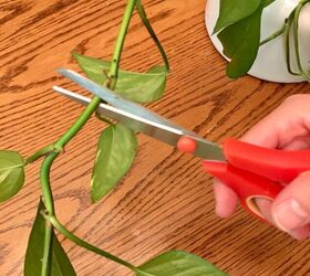 The 20-minute trick to make your leggy pothos flourish more than ever (and it's $0)