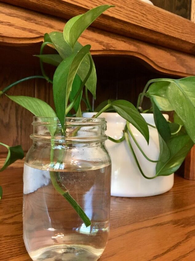how to propagate and plant a new pothos plant