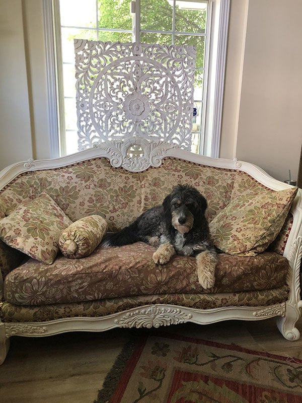 me encanta tu sof, A nuestro perro le encanta el sof
