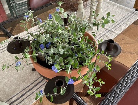how to make a blue white summer european dish garden