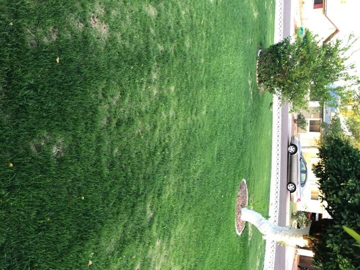 q why isn t my winter grass dead yet in phoenix