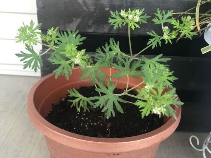 q is this a flower or weed