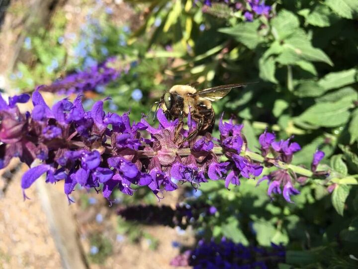 how to make a pocket pollinator garden
