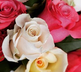 How to Propagate Roses From Cuttings