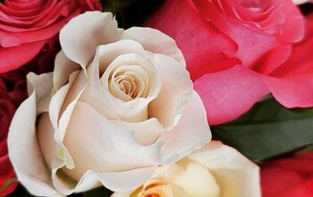 How to Propagate Roses From Cuttings