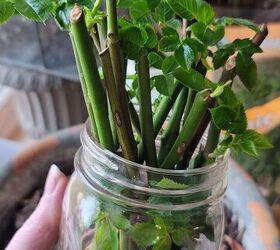 Put your rose stems in a jar of water to copy this amazing garden hack
