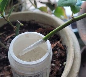 how to propagate roses from cuttings