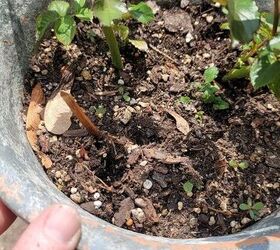 how to propagate roses from cuttings