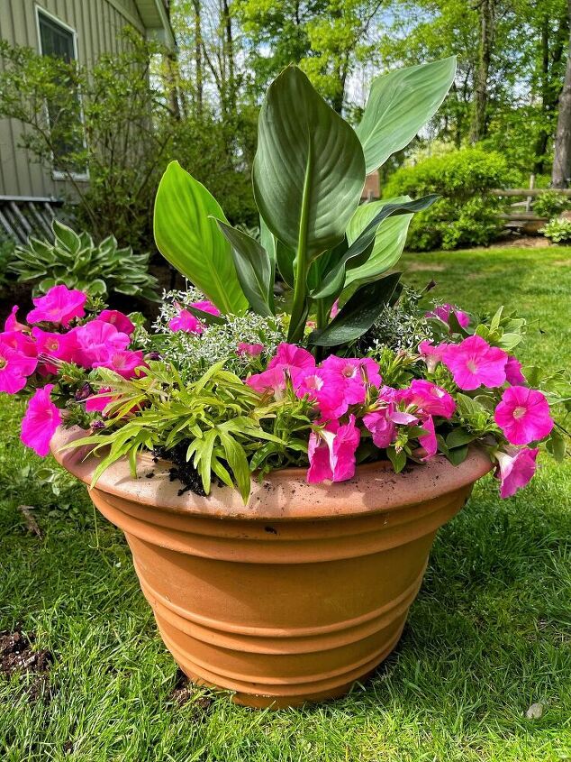 easy outdoor planter idea for sun, After planting