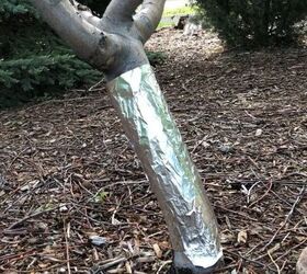 s 10 little known ways to get rid of garden pests, Wrap tree trunks in foil