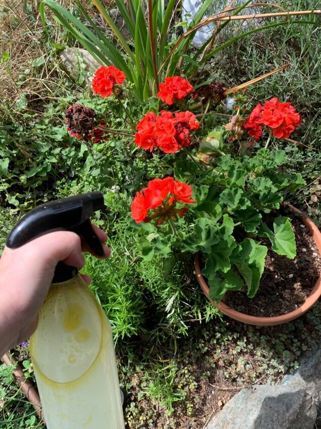 s 10 little known ways to get rid of garden pests, Make an oily soapy spray