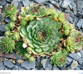 how to make a faux succulent garden with pine cones, Reference Photo 1 Hens and Chicks