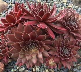 how to make a faux succulent garden with pine cones, Reference Photo 2 Hens and Chicks