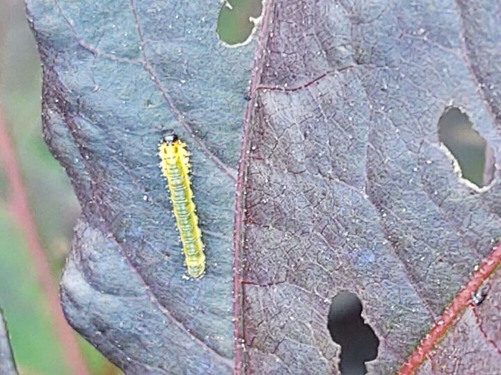 q hibiscus insect problems