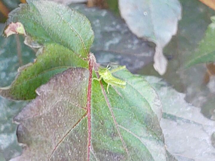 q hibiscus insect problems