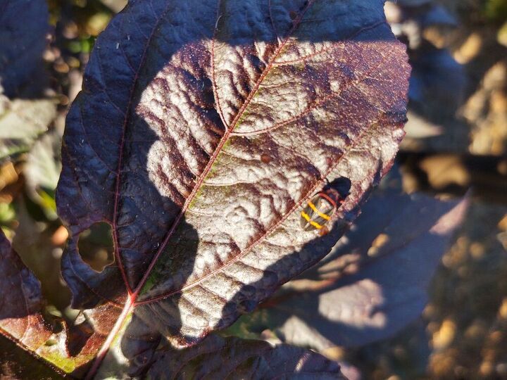 q hibiscus insect problems