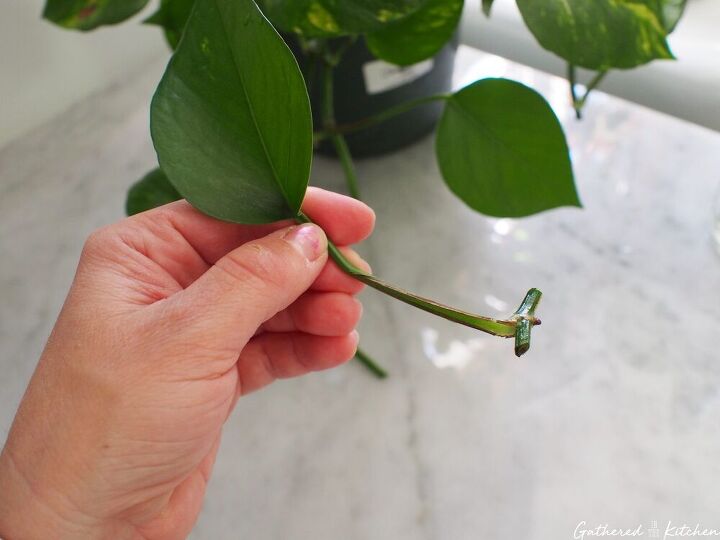 how to care for and propagate indoor pothos plants