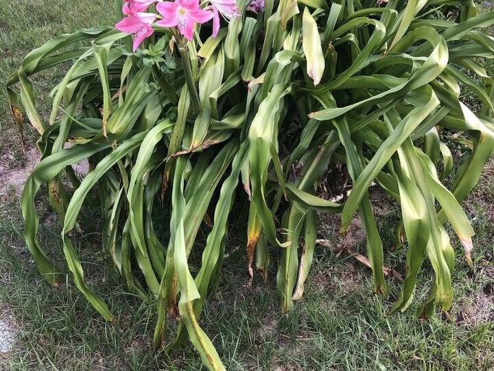 q how what type of plant is this