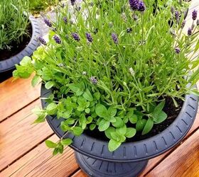 s 10 mosquito repelling tricks we can t wait to try this week, Display gorgeous lavender and mint planters