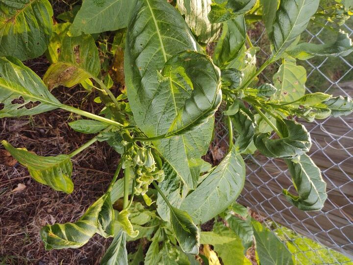 q angel trumpets