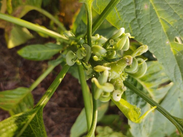 q angel trumpets