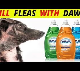does dawn dish soap dry out a dogs skin