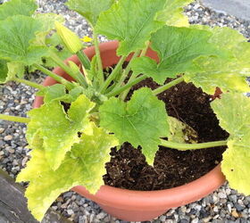 s 10 diy fertilizers to help your garden grow better, Create a compost tea