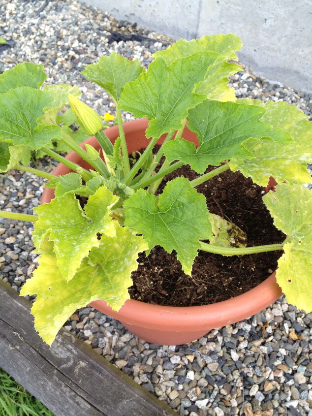 s 10 diy fertilizers to help your garden grow better, Create a compost tea