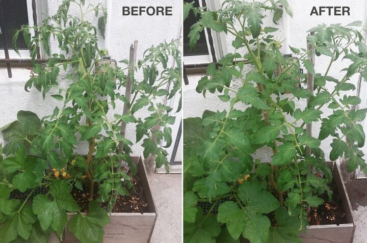 s 10 fertilizantes caseros para que tu jardin crezca mejor, El f cil impulso de bricolaje para mantener sus verduras que crecen y crecen