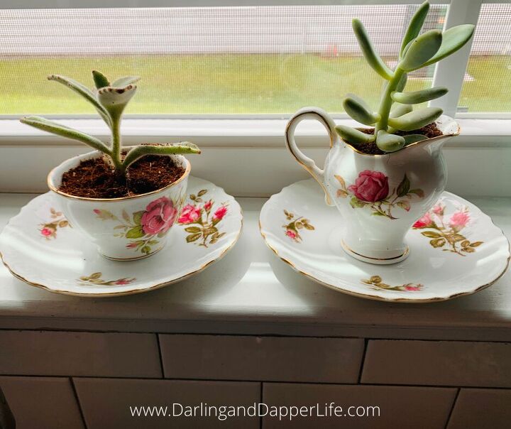 teacup succulents and other unique succulent planters