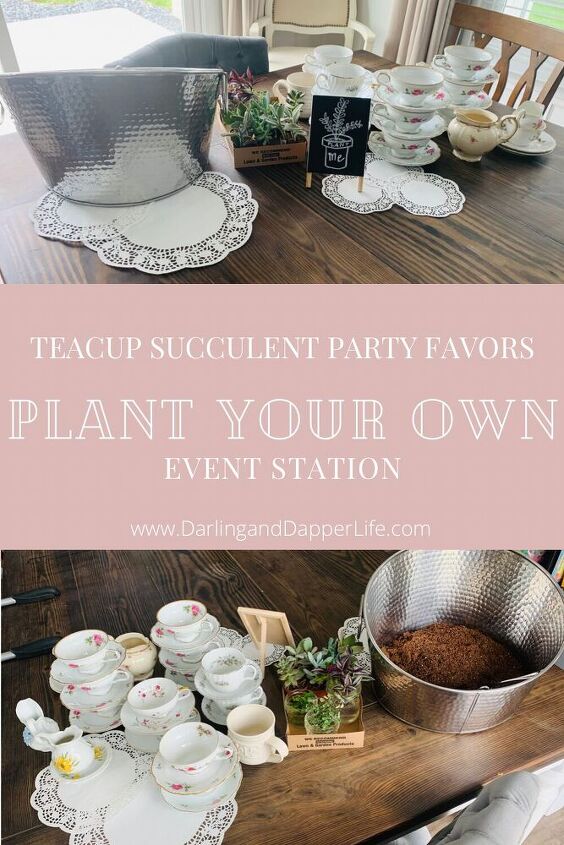 teacup succulents and other unique succulent planters