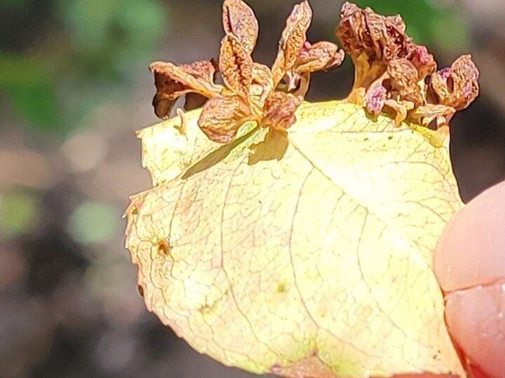 q gardeners please help me